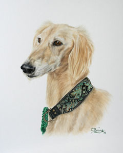 Saluki